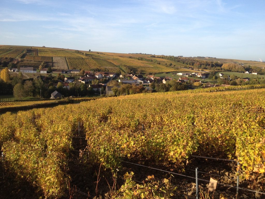 Les vignes du Domaine du Pré Semelé