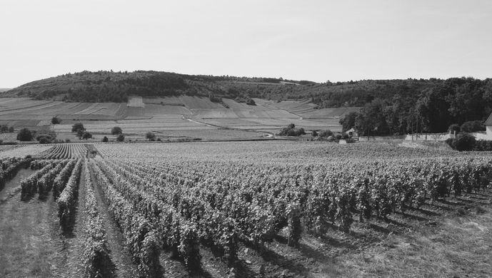 Les vignes du Domaine Francois Raquillet